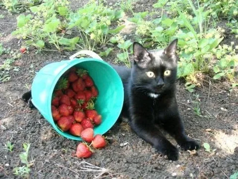 Чёрный кот охраняет клубнику