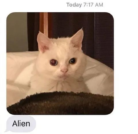 Alien Cat Text Message