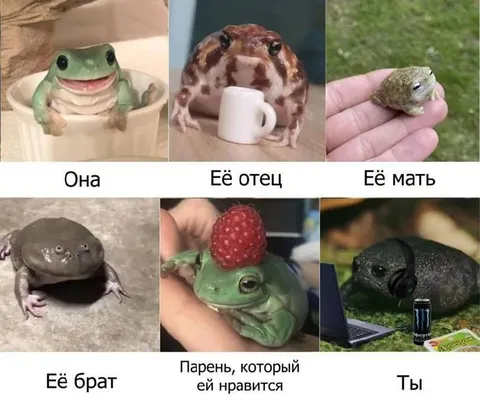 Семья лягушек и ты