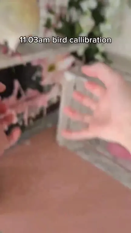 11:03am Bird Callibration