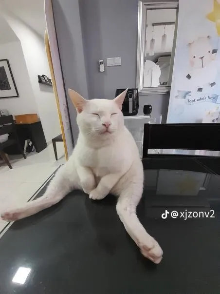 Sitting Cat With Legs Spread