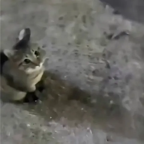 Кот выглядывает из ямы