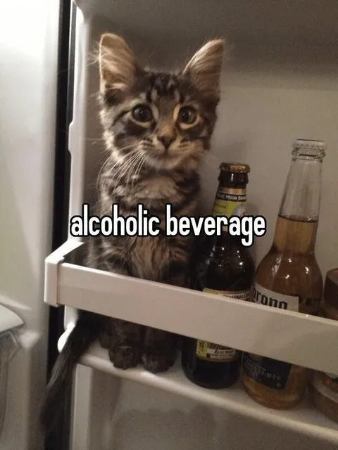 Cat Wants an Alcoholic Beverage