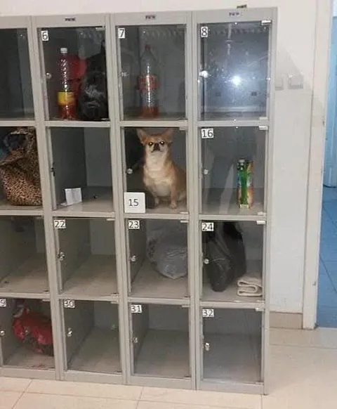 Кот занял шкафчик
