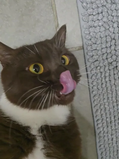Кот с высунутым языком