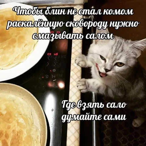 Кот требует сало для блинов