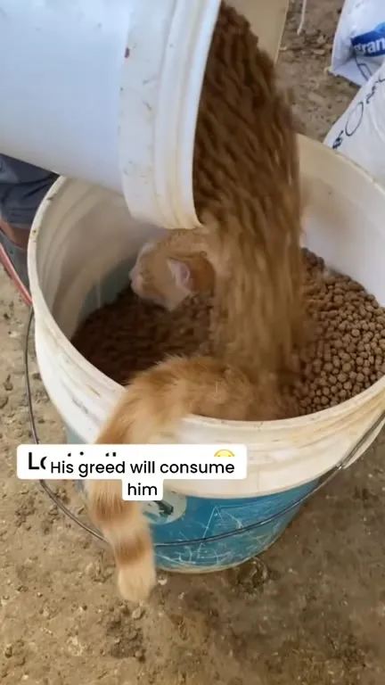 Greed Consumes the Cat