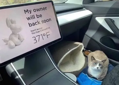 Cat Waits in a Hot Car