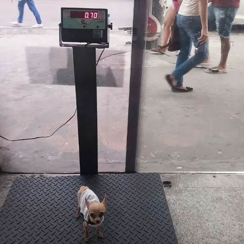 Tiny Dog on the Scale