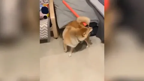 Goodboy Savior of Godsvale