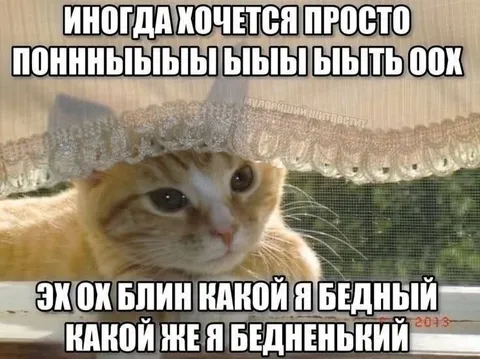 Бедненький котик у окна