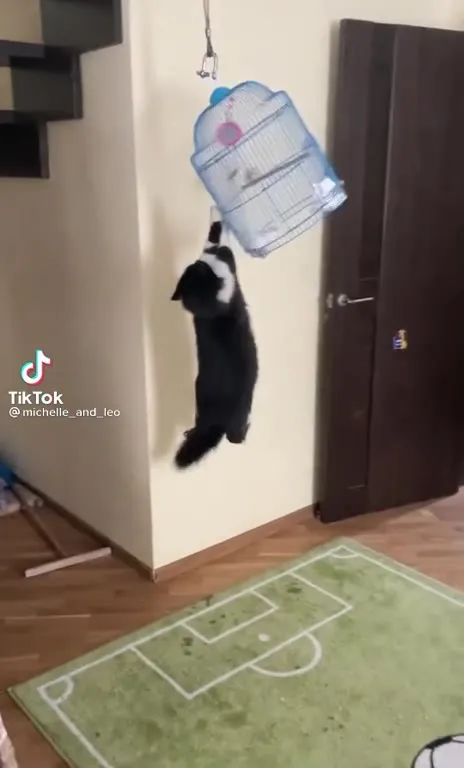 Кот атакует птичью клетку и шторы