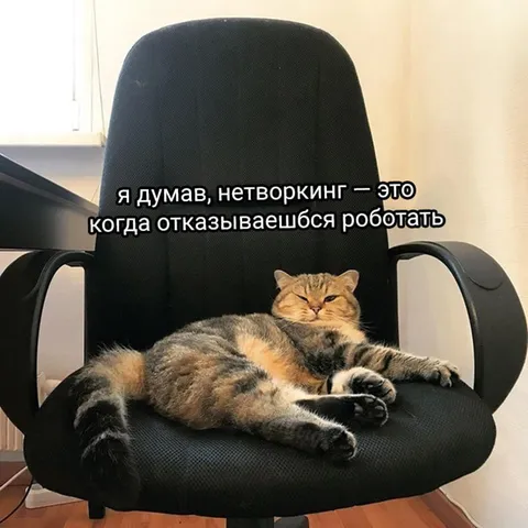 Кот понял, что такое нетворкинг