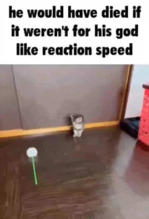 Cat's Godlike Reaction Speed