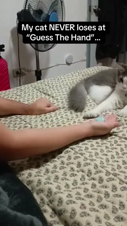 Cat Never Loses Guess the Hand