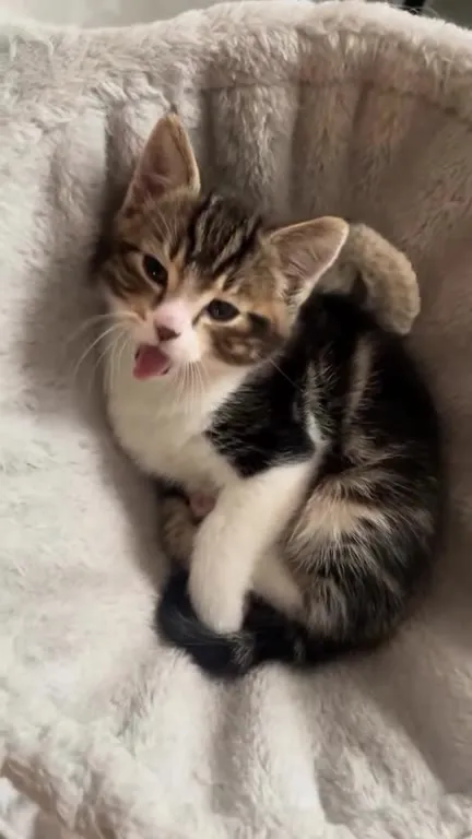 Котёнок эмоционально возмущается