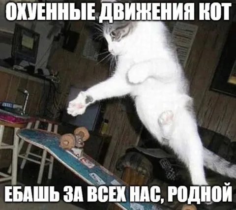 Кот делает охуенные движения