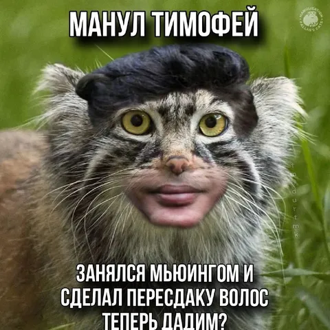 Манул Тимофей после пересадки волос