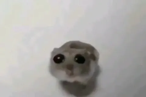 Хомяк молча смотрит