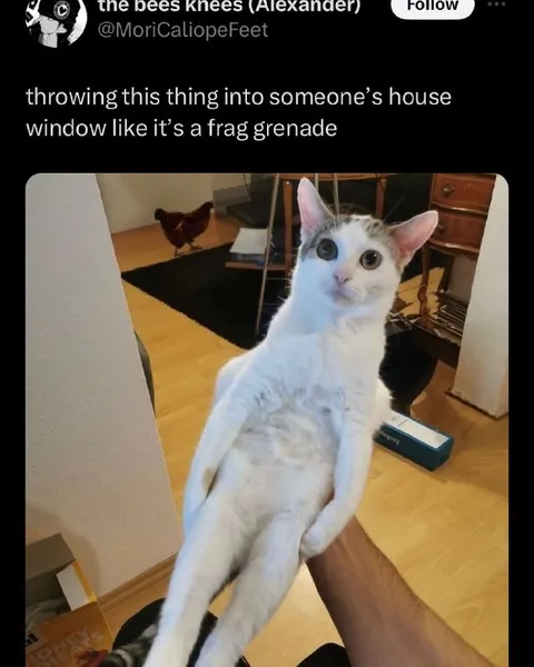 Cat Thrown Like a Grenade