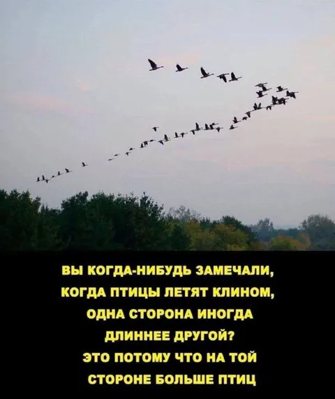 Почему клин птиц бывает неравным