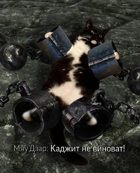 Каджит не виноват