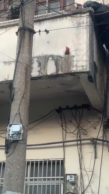Петух в стене