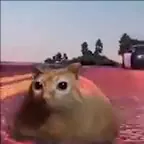 Хомяк превращается в погоню
