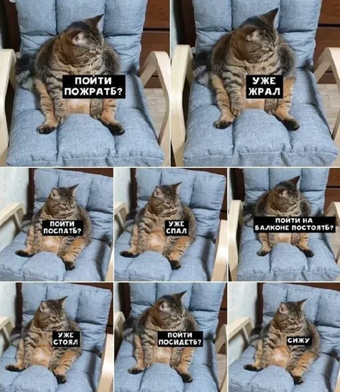 Кот уже всё сделал