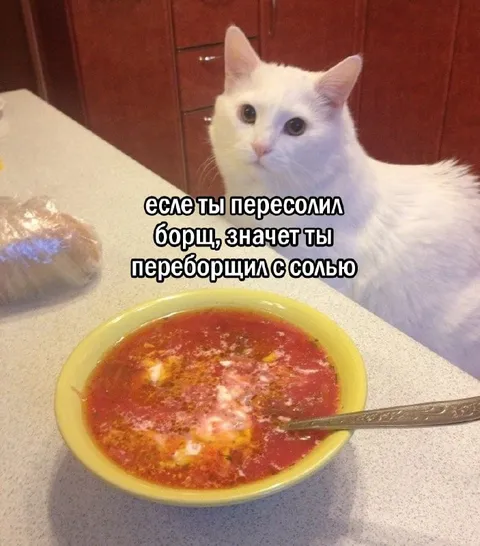 Кот и пересоленный борщ