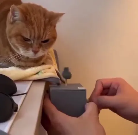 Кот заводит маленького котёнка