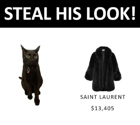 Кот в шубе Saint Laurent