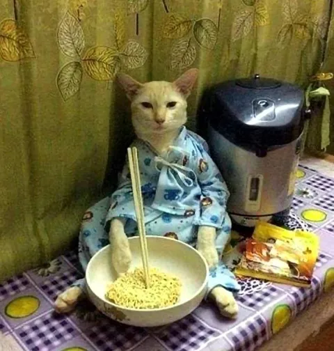Кот в пижаме ест лапшу