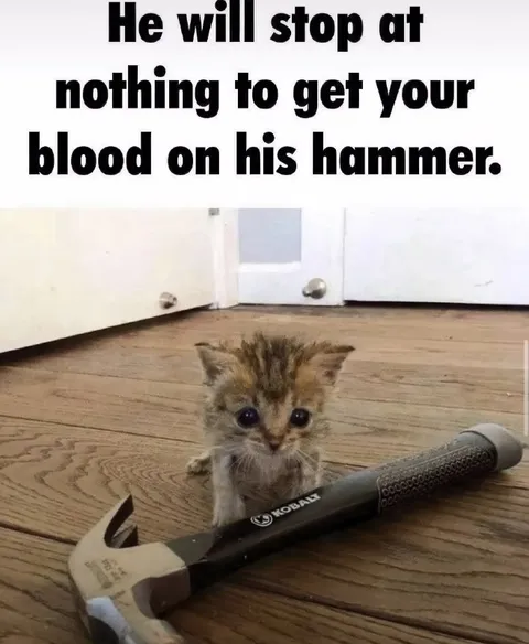 Kitten Wants Blood on Hammer