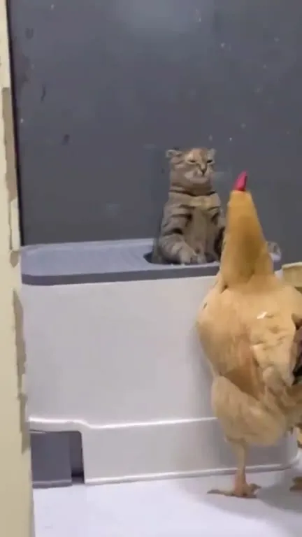 Курица пришла разбираться с котом