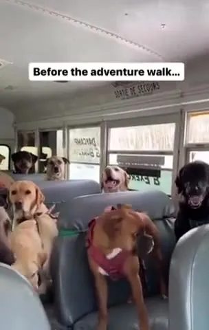 Dogs Before and After the Adventure Walk
