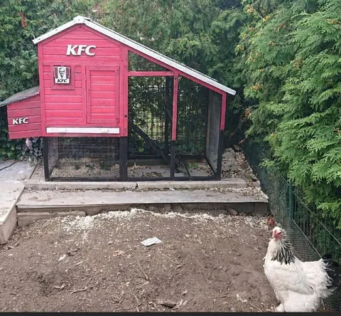 KFC для настоящих кур