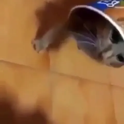 Кот в жестяной банке