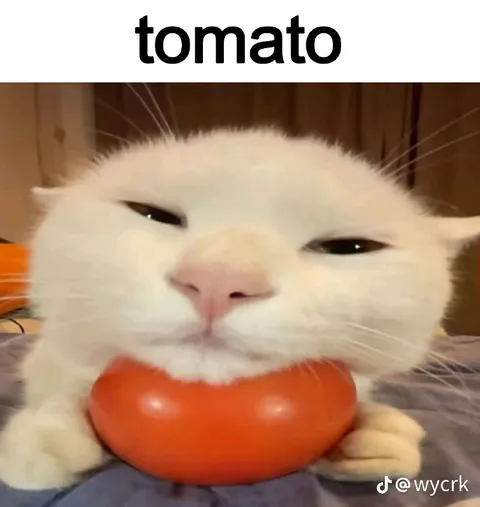Cat Holding a Tomato