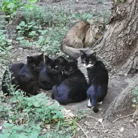 Кот среди чёрных кошек