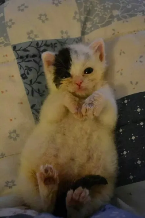 Милый котёнок на спине