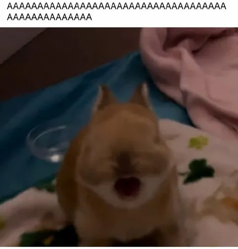 Cat Screams AAAAA