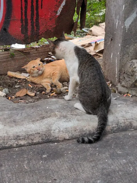 Кот смотрит на другого кота