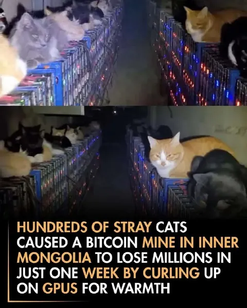 Stray Cats Crash Bitcoin Mine