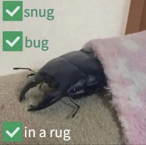 Snug bug in a rug