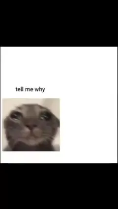 Cold Hands Cat Reaction