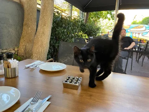 Кот пришёл к столу