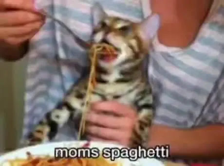 Cats Lose Yourself Parody