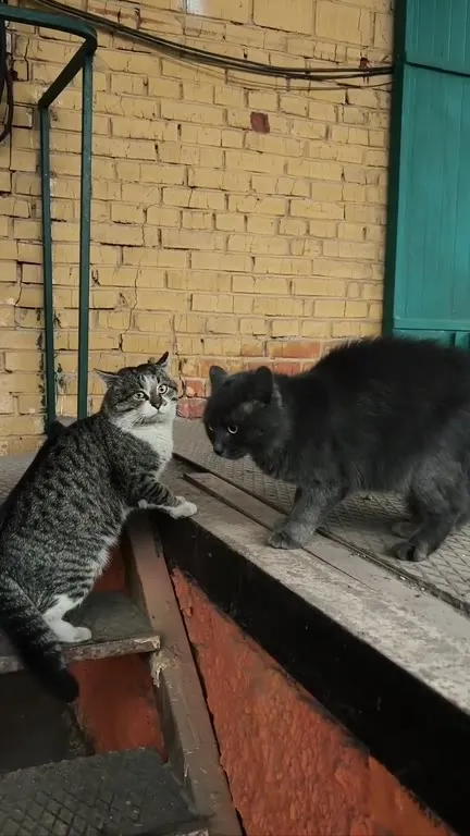 Котам предложили Winston