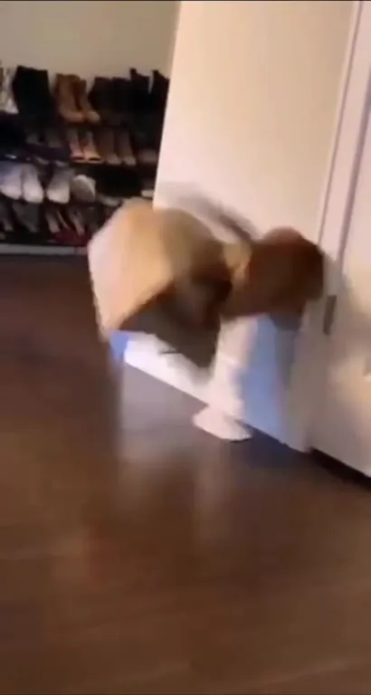 Котёнок убегает с пакетом